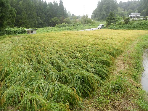 9月10日の田んぼ(月光原小・西根小)_d0247484_171551.jpg