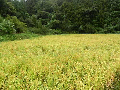 9月10日の田んぼ(月光原小・西根小)_d0247484_17163726.jpg