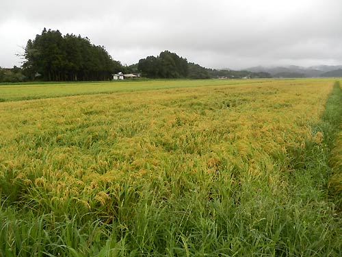 9月10日の田んぼ(目黒角田絆交流田)_d0247484_1759467.jpg