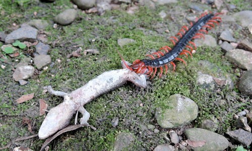 ムカデvsヤモリ 境内の覇者 西蔵坊だより ムカデvsヤモリ 境内の覇者 西蔵坊だより