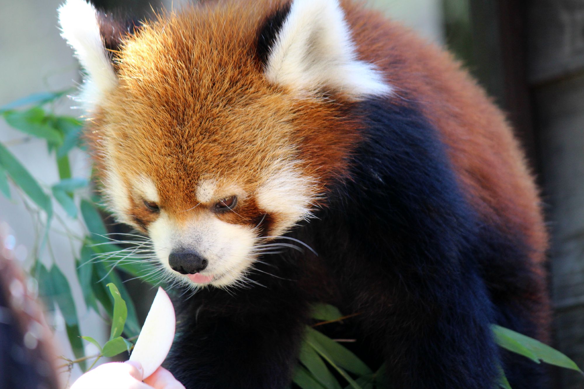 レッサーパンダの風太@千葉市動物公園_a0127090_21114245.jpg