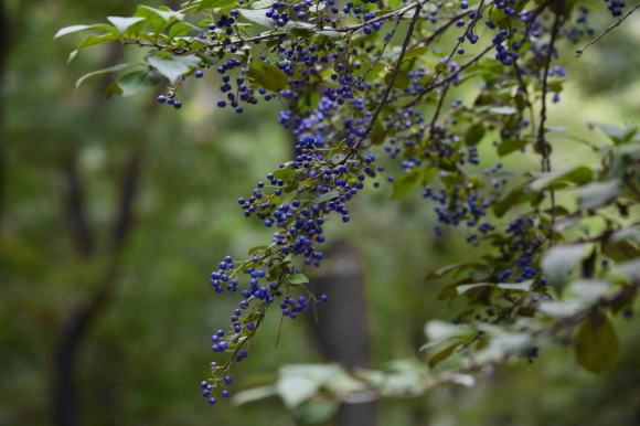 d0334291_17221460.jpg