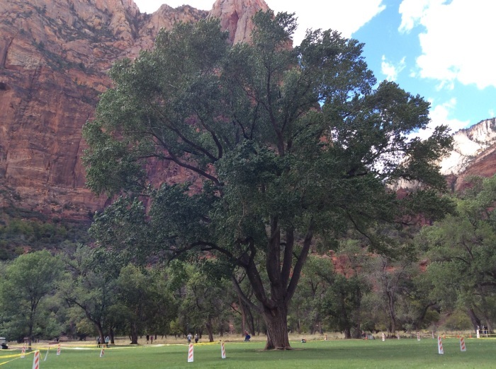 今日のザイオン国立公園 Today\'s Zion National Park_f0268294_14383358.jpg