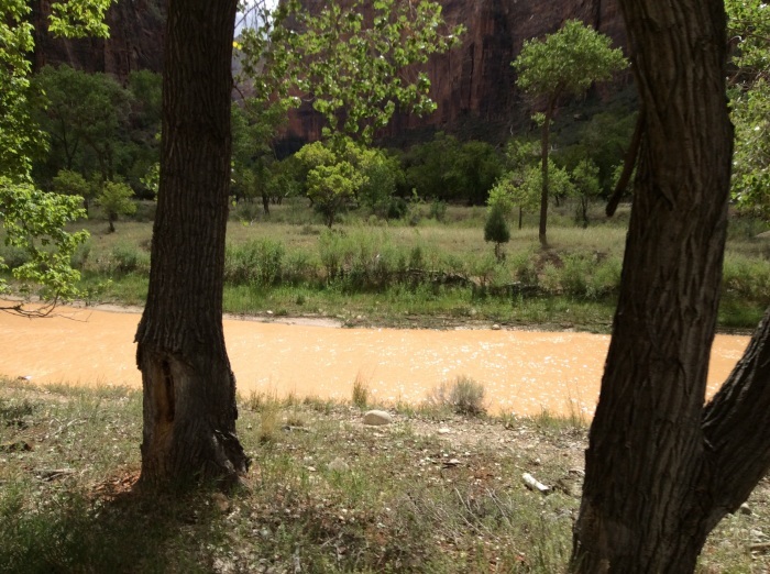 今日のザイオン国立公園 Today\'s Zion National Park_f0268294_14431113.jpg