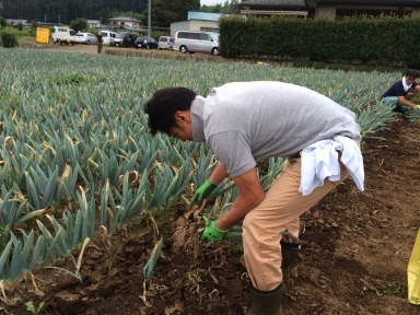 下仁田ネギ栽培日記 植え替え編 下仁田町自然史館日記