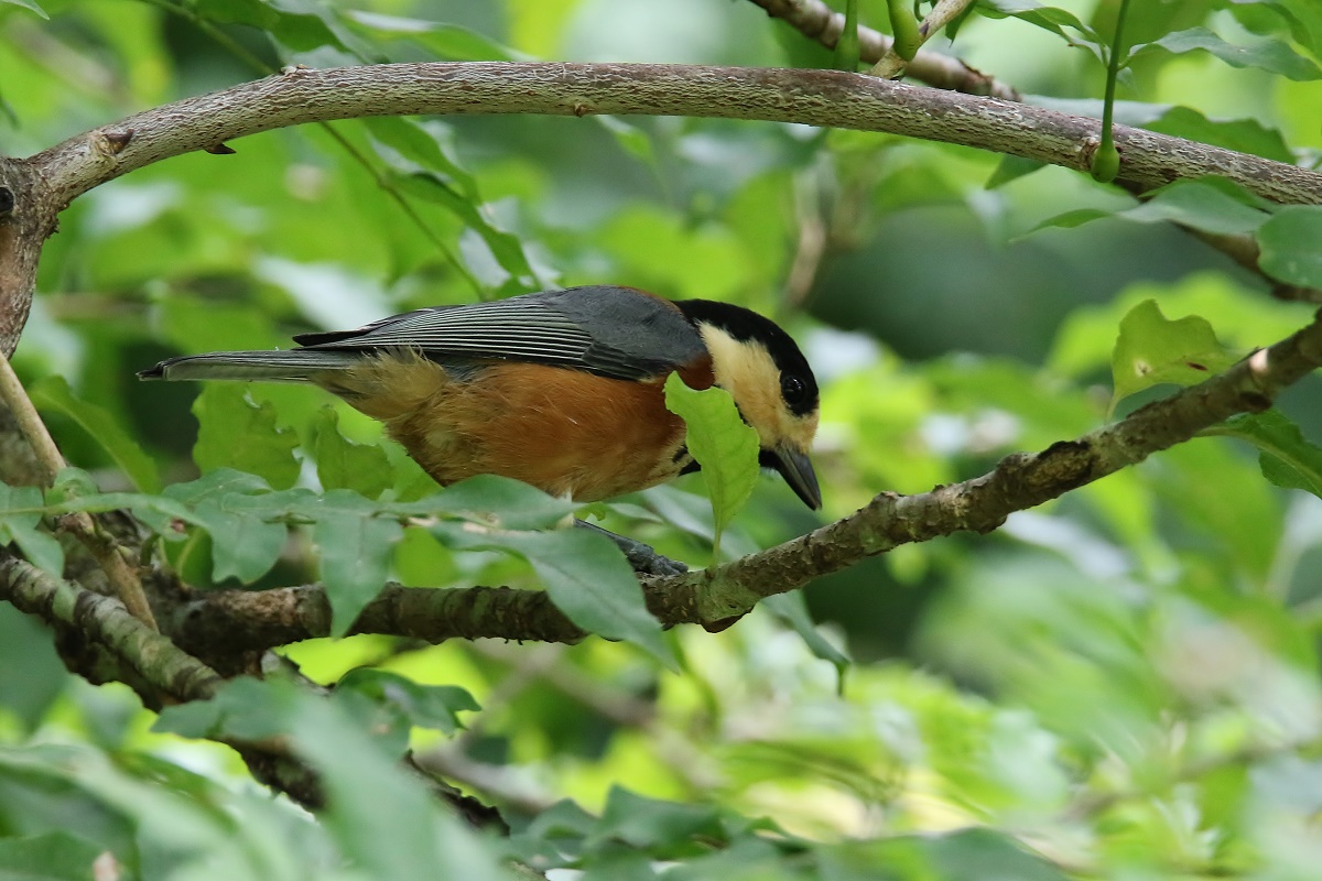 少ないﾔﾏｶﾞﾗ、、_f0305401_1637476.jpg