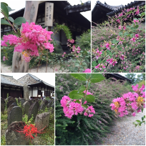 元興寺の境内は・・・花盛り_a0326106_21254889.jpg