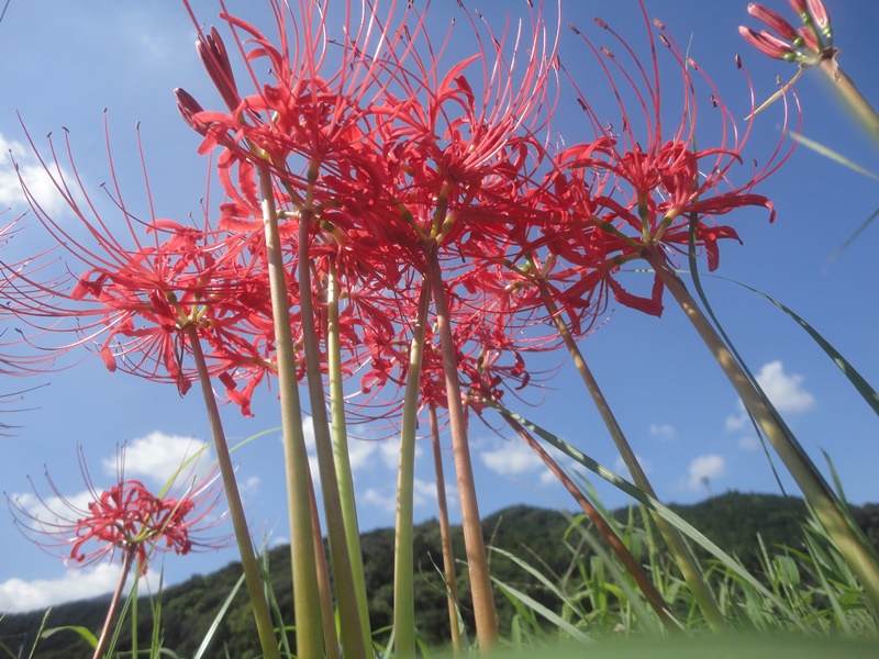 。彼岸花と秋の風景…2015/9/18_f0231709_17294471.jpg