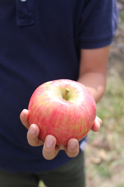 Lawrence Farms Orchards_f0151222_013586.jpg