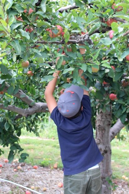 Lawrence Farms Orchards_f0151222_03113.jpg