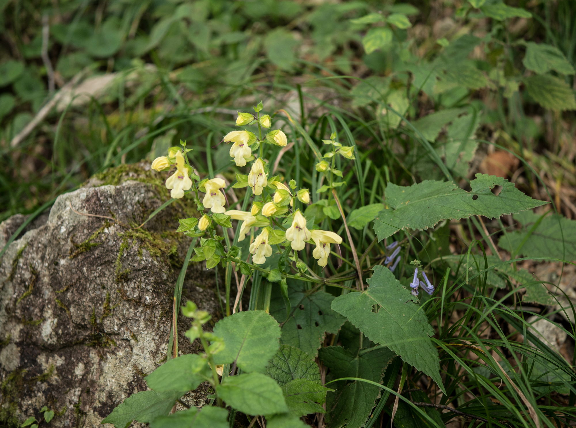 比婆山の花々_e0015567_18361828.jpg