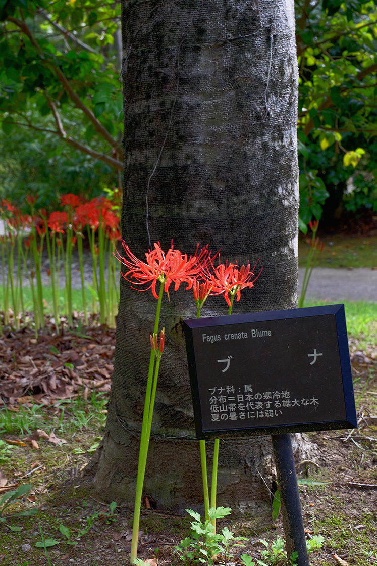 彼岸花２（鳥屋野公園）_e0096372_14484486.jpg