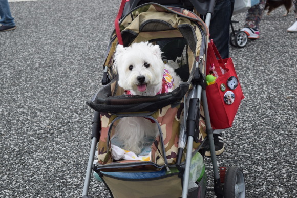 ♪ ダニエル 駒沢公園わんわんカーニバル2015～(*^^)v♪_b0242873_01532696.jpg