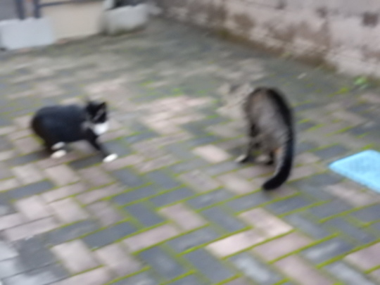あ、アンタはあの時の!_e0355177_21540635.jpg