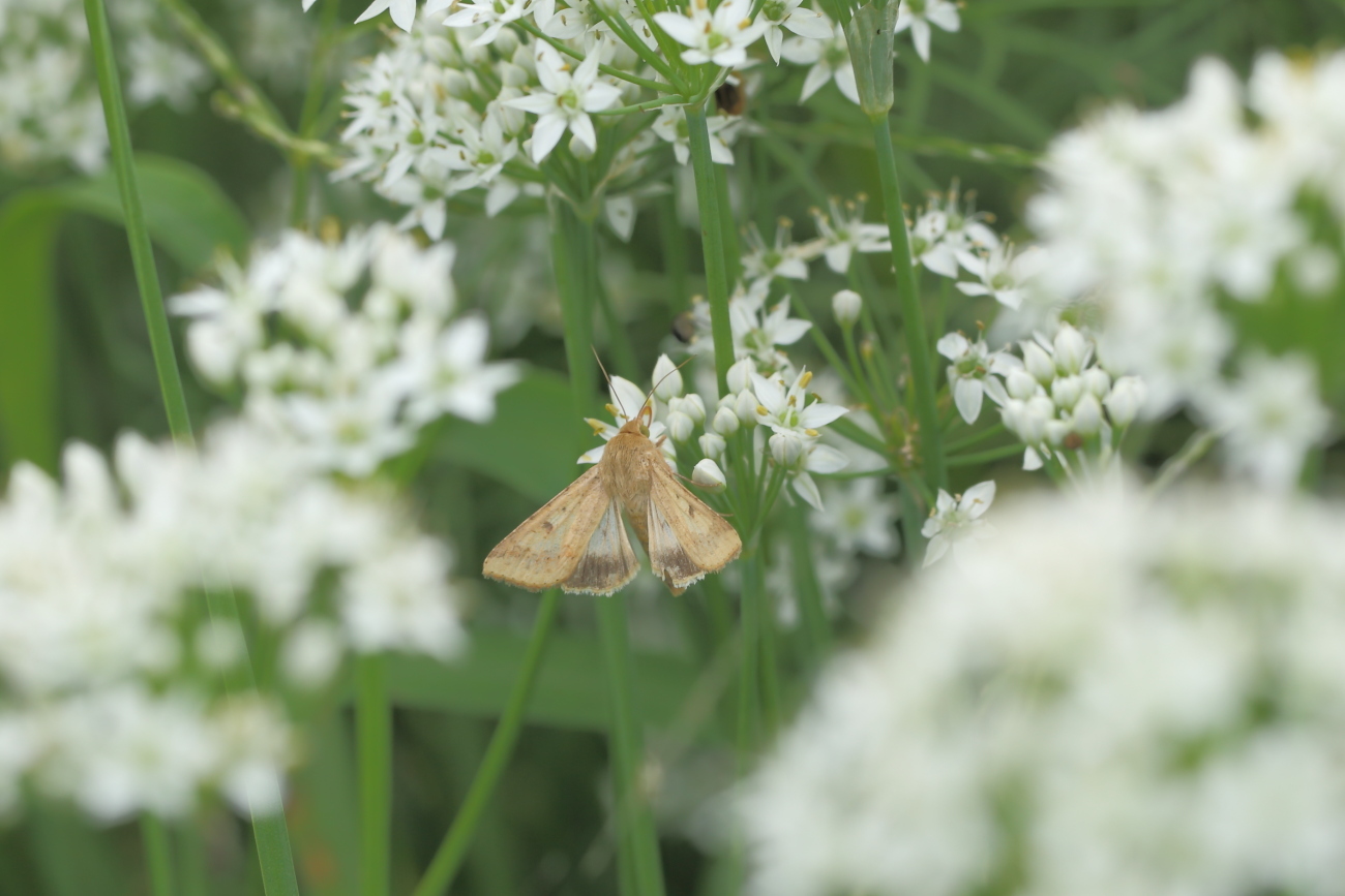 　　　畦道はニラの花園　④　　　ー　　昼の蛾　　ー_e0249878_22211119.jpg