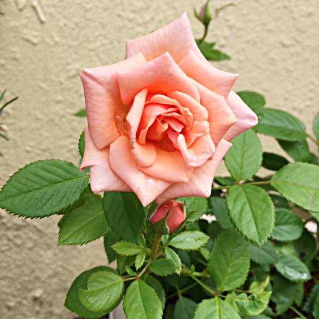 e0202279_15301476.jpg