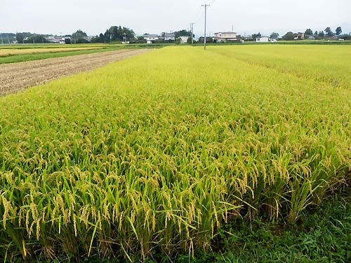 9月17日の田んぼ(上目黒小・枝野小)_d0247484_13231941.jpg