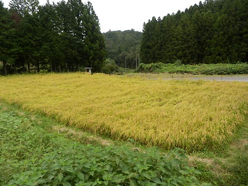 9月17日の田んぼ(月光原小・西根小)_d0247484_14312018.jpg