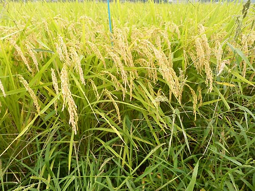 9月17日の田んぼ(緑ヶ丘小・北郷小)_d0247484_15271532.jpg