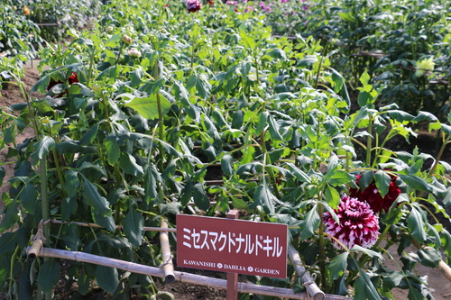 恋のダリヤ・愛のダリヤが咲いてます！川西ダリヤ園・２０１５・・・２２_c0075701_916237.jpg