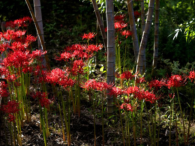 c0008502_1856543.jpg