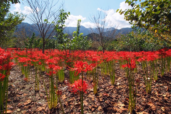 深山の花園_a0268412_22141389.jpg
