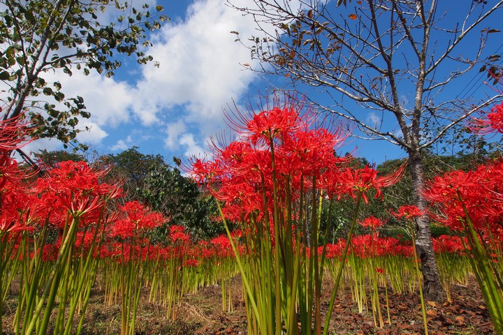 深山の花園_a0268412_22141525.jpg