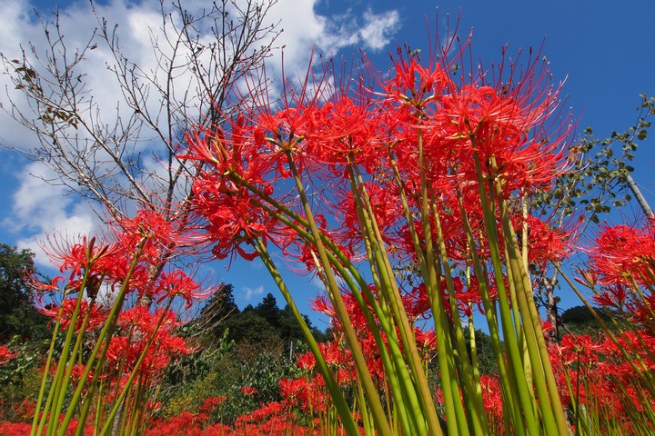 深山の花園_a0268412_22141611.jpg