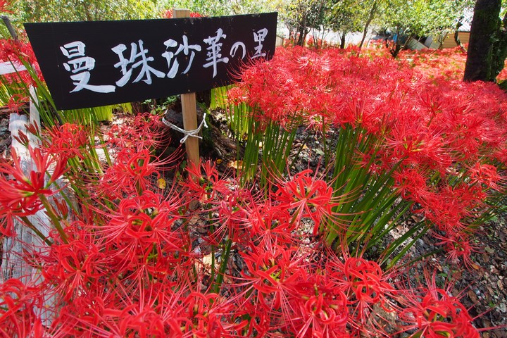 深山の花園_a0268412_2214961.jpg