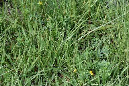 c0353632_14444311.jpg