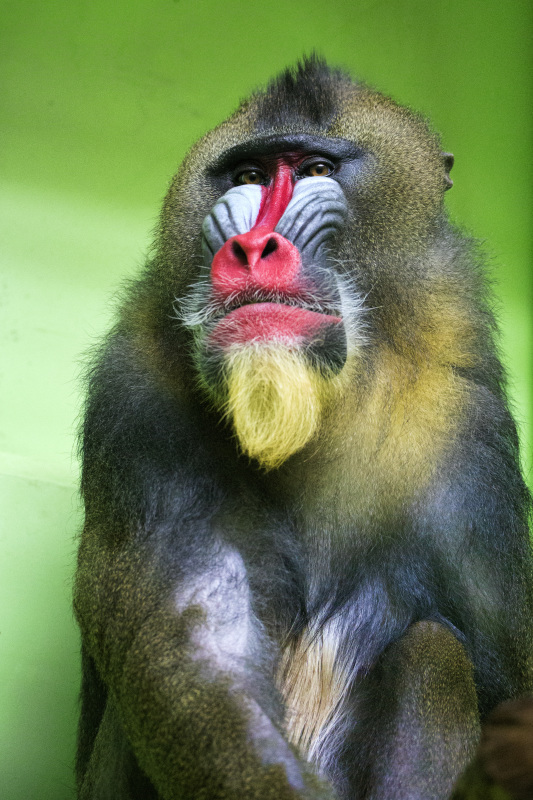 マントヒヒ 写真を楽しむ マントヒヒ 写真を楽しむ