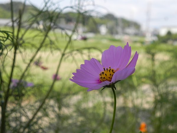 2015年10月1日　コスモスの花_b0341140_874842.jpg