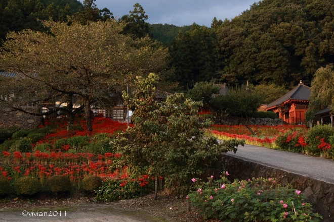 鹿沼 彼岸花の名所2015 ~遊の郷(中粟野)、常楽寺(下粕尾)~_e0227942_22250848.jpg
