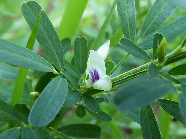 ツルボ、大二葉葎、酔芙蓉、メド萩、韮、木の実・珊瑚樹、木斛、無花果_c0051143_0184119.jpg