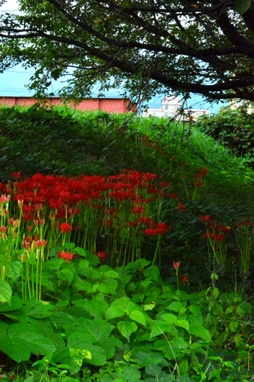 c0093046_651328.gif