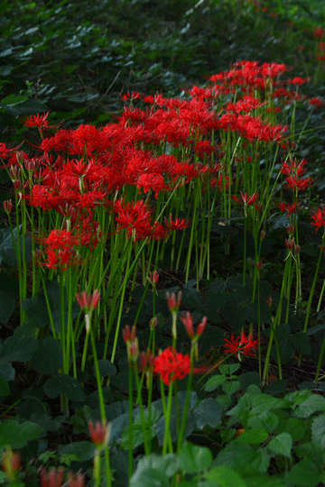 c0093046_652866.gif