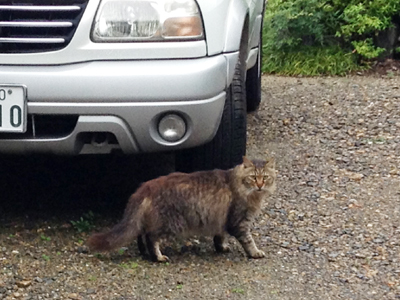 秋晴れと町猫さん_a0224048_12333053.jpg