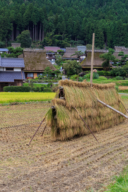 美山のそば畑_f0155048_2247947.jpg