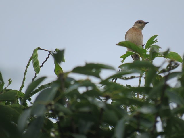 野鳥トレ22 エゾビタキ_b0227552_19180529.jpg