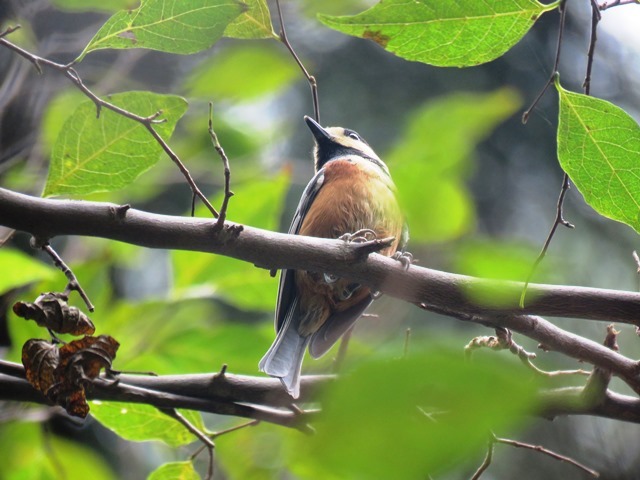 野鳥トレ22 エゾビタキ_b0227552_19182170.jpg
