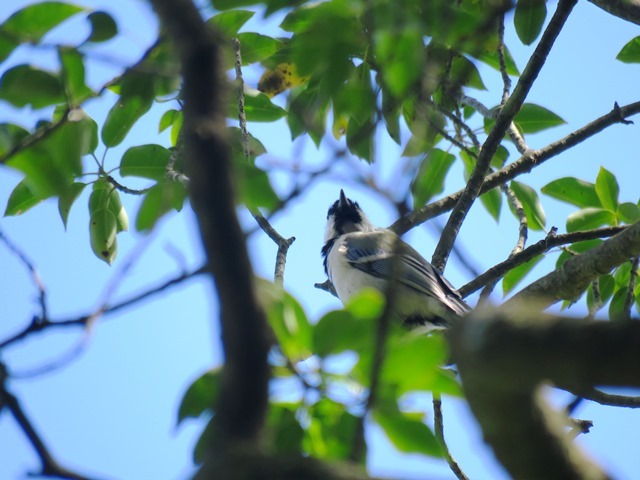 野鳥トレ22 エゾビタキ_b0227552_19182815.jpg