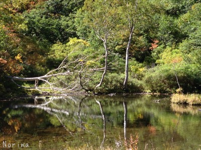 紅葉の大雪高原沼めぐり \'15/09/17_e0326953_22212365.jpg