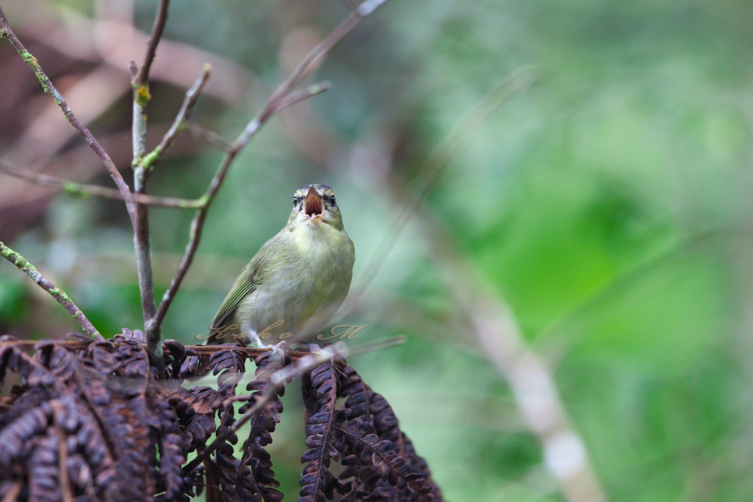 ミナミムシクイ　Mountain　Leaf-Warbler_d0013455_12444051.jpg