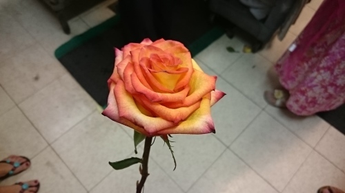 c0100865_10411056.jpg