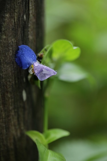 榛名湖畔紫系の花_e0304170_18485667.jpg