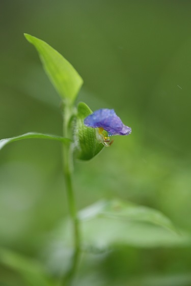 榛名湖畔紫系の花_e0304170_18490676.jpg