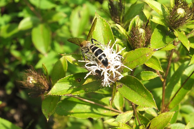 オケラの花にきた虫 15 9 19 ハラナガツチバチ ヨツスジトラカミキリ イチモンジセセリ 舞岡公園の自然2 オケラの花にきた虫 15 9 19 ハラナガツチバチ ヨツスジトラカミキリ イチモンジセセリ 舞岡公園の自然2