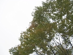 e0155085_19065.jpg