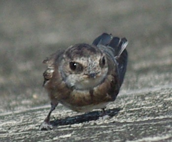 b0028598_21175393.jpg