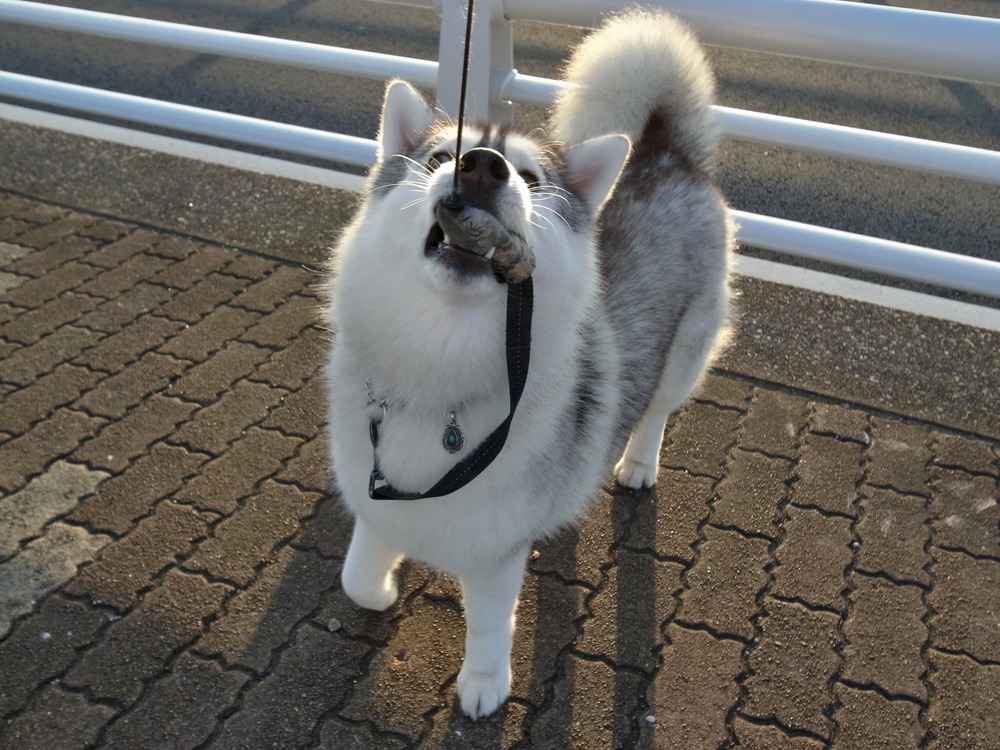 我が家の周回コース♪ (^o^)_c0049299_21533244.jpg